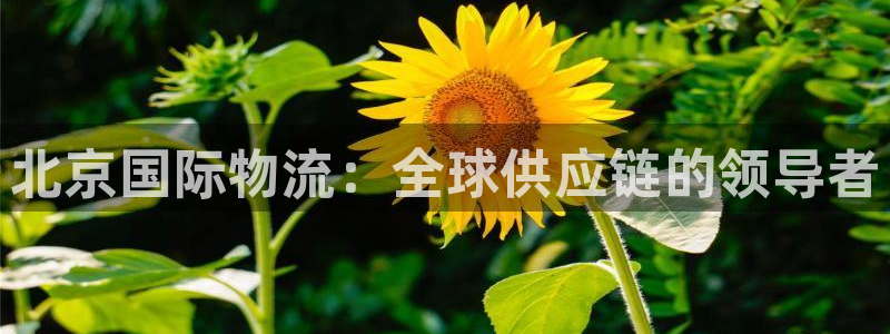 28圈app官网少林足球