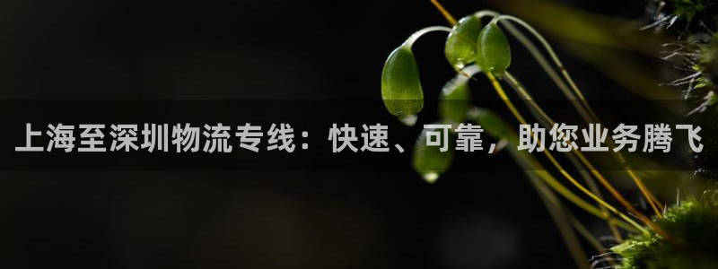 28圈预测网
